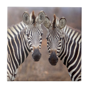 Ebene Zebras, Kruger-Nationalpark Fliese
