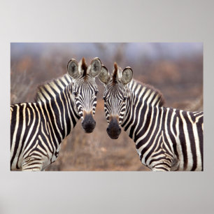 Ebene Zebras, Kruger-Nationalpark Poster