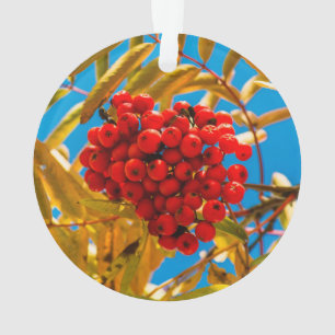 Eberesche Ornament