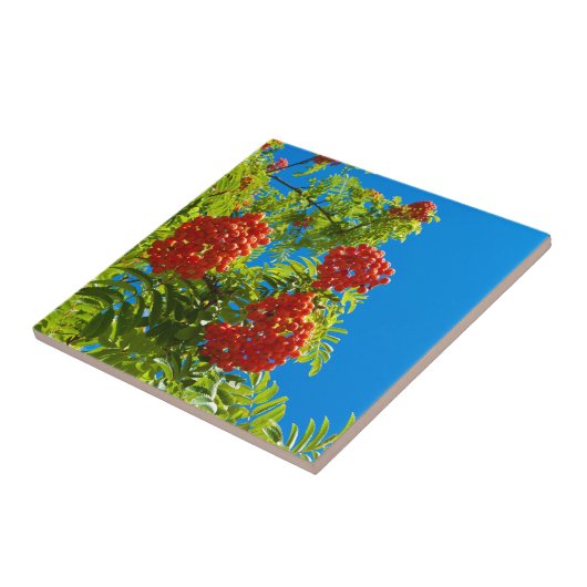 Ebereschebaum mit roten Beeren Fliese (Seite)