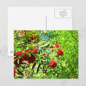 Ebereschebeeren Postkarte (Vorne/Hinten)