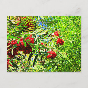 Ebereschebeeren Postkarte