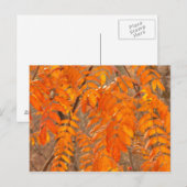 Ebereschen-Blätter im Herbst Postkarte (Vorne/Hinten)