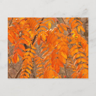 Ebereschen-Blätter im Herbst Postkarte