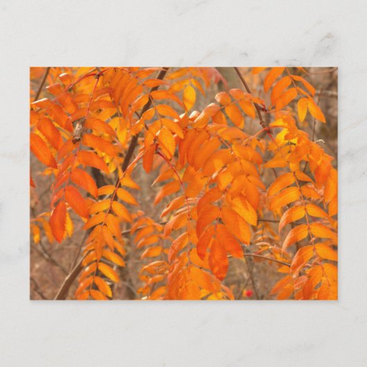 Ebereschen-Blätter im Herbst Postkarte (Vorderseite)