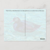 Ebony Duck - Postcard Postkarte (Rückseite)
