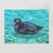 Ebony Duck - Postcard Postkarte (Vorderseite)