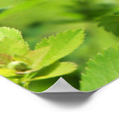 Ebony Jewelwing Poster (Ecke)