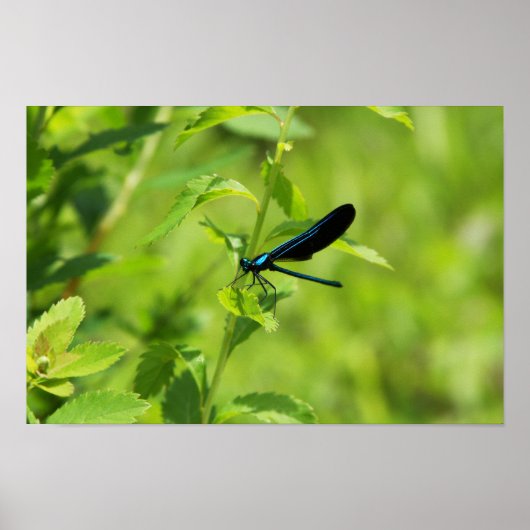 Ebony Jewelwing Poster (Vorne)