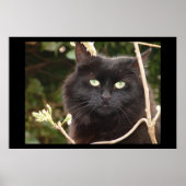 Ebony Poster (Vorne)