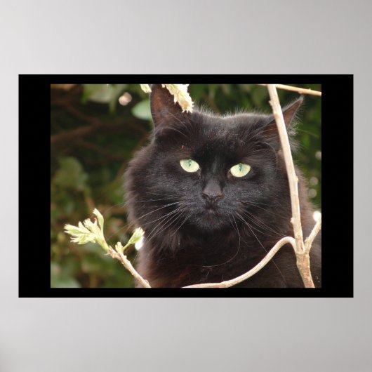 Ebony Poster (Vorne)