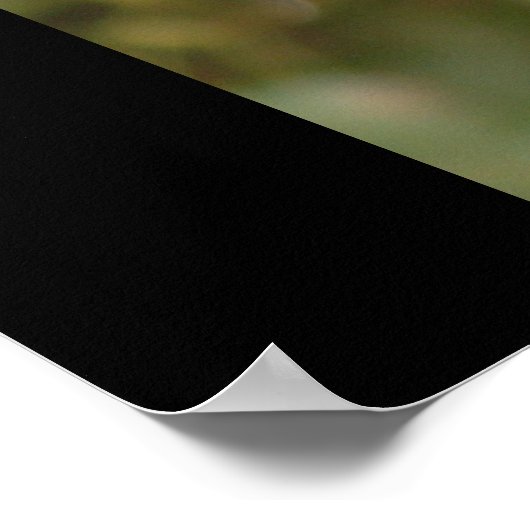 Ebony Poster (Ecke)