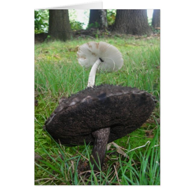 Ebony und Ivory Fungi (Vorne)