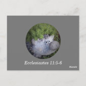 Ecclesiastes 11:5-6 Bibelverse Gedächtnis Postkarte (Rückseite)
