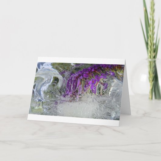 Eced Black Knight Butterfly Bush, Karte (Vorderseite)