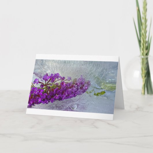 Eced Black Knight Butterfly Bush, Karte (Vorderseite)