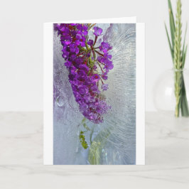 Eced Black Knight Butterfly Bush, Karte