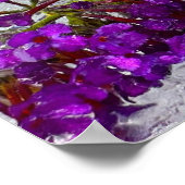 Eced Black Knight Butterfly Bush, Poster (Ecke)