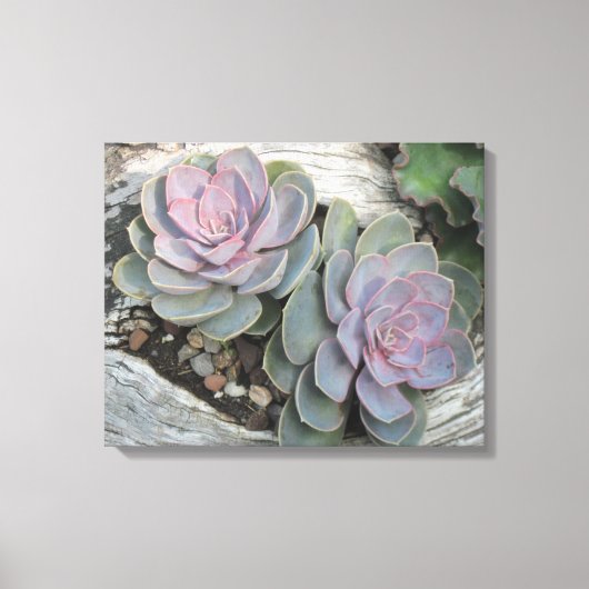 Echeveria auf gepanzerten Leinwand aus Treibholz (Vorderseite)