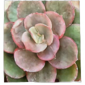 Echeveria Cactus sukkulent Acrylmalerei Duschvorhang (Vorderseite)