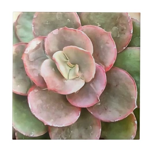 Echeveria Cactus sukkulent Acrylmalerei Fliese (Vorderseite)
