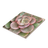 Echeveria Cactus sukkulent Acrylmalerei Fliese (Seite)