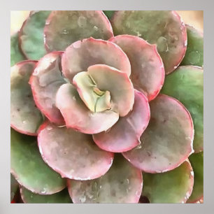 Echeveria Cactus sukkulent Acrylmalerei Poster