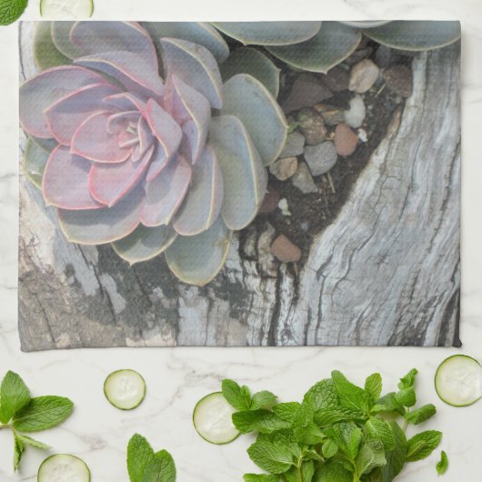 Echeveria Dish Handtuch (Gefaltet)