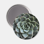 Echeveria Fabiola Magnet (Vorderseite/Rückseite)