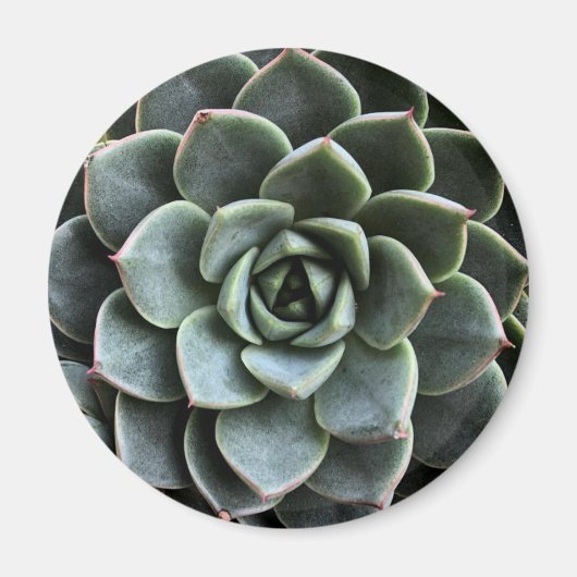 Echeveria Fabiola Magnet (Vorne)