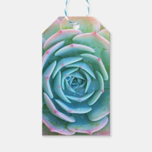 Echeveria Imbricata saftiger Geschenk-Umbau Geschenkanhänger