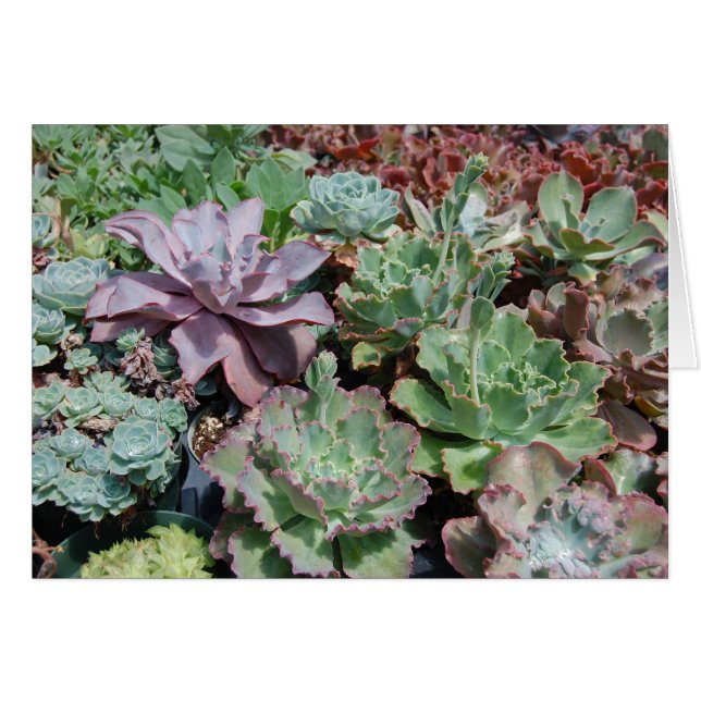 Echeveria Karte (Vorderseite (Horizontal))