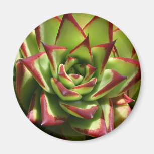 Echeveria Magnet