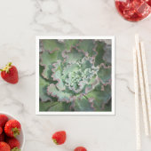 Echeveria Napkin Serviette (Beispiel)