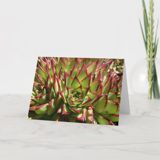 Echeveria notecard karte (Vorderseite)