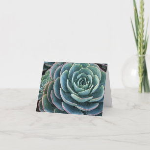 Echeveria notecard karte