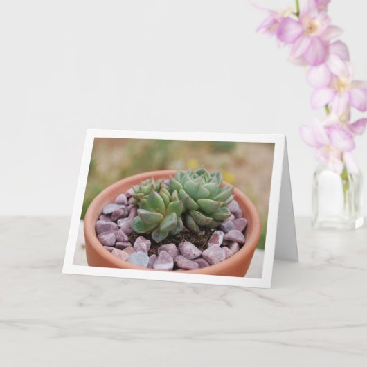 Echeveria Purpusorum, Sukkuläre Pflanze Karte (Orchidee)
