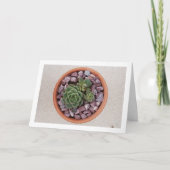 Echeveria Purpusorum, Sukkuläre Pflanze Karte (Vorderseite)
