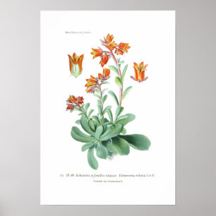 Echeveria retusa poster