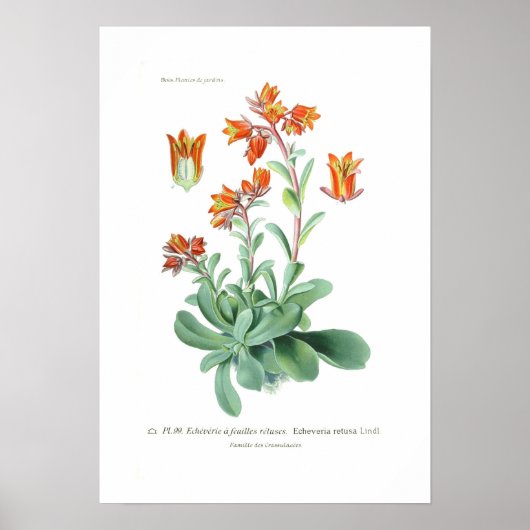 Echeveria retusa poster (Vorne)