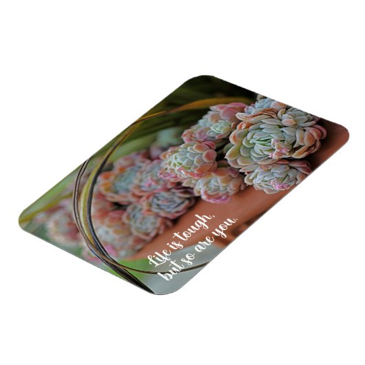 Echeveria-Rose Sukkuläres Leben ist schwer Magnet (Linke Seite)