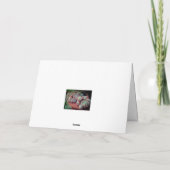 Echeveria Rose Sukkulent mit tiefstem Beileid Karte (Rückseite)