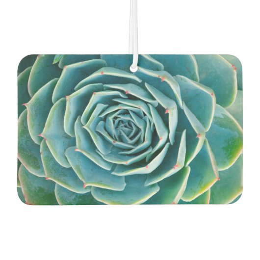 Echeveria-Rosette, Geheimgarten von Marrakesch Autolufterfrischer (Vorderseite)