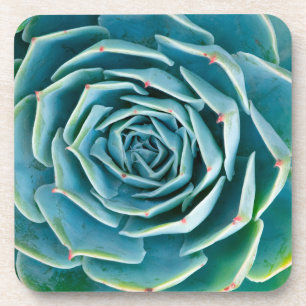 Echeveria-Rosette, Geheimgarten von Marrakesch Getränkeuntersetzer