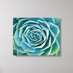 Echeveria-Rosette, Geheimgarten von Marrakesch Leinwanddruck