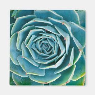 Echeveria-Rosette, Geheimgarten von Marrakesch Magnet