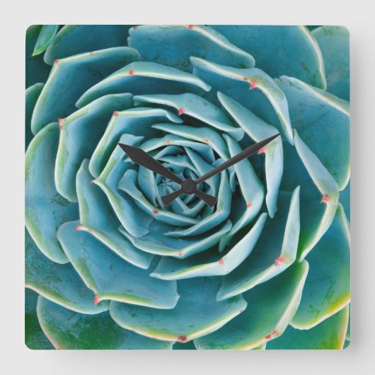 Echeveria-Rosette, Geheimgarten von Marrakesch Quadratische Wanduhr (Vorderseite)