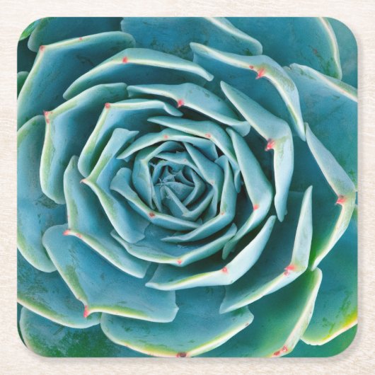 Echeveria-Rosette, Geheimgarten von Marrakesch Rechteckiger Pappuntersetzer (Vorderseite)