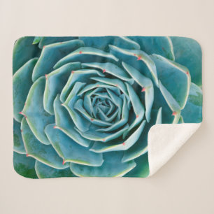 Echeveria-Rosette, Geheimgarten von Marrakesch Sherpadecke