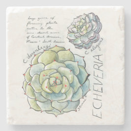 Echeveria saftiger Illustrations-Stein-Untersetzer Steinuntersetzer